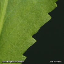 Kalifornisches Gummikraut (Grindelia robusta), Blatt Oberseite