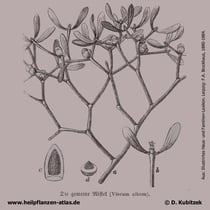 Mistel; Viscum album; Historisches Bild