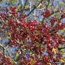 Eingriffeliger Weißdorn (Crataegus monogyna), Früchte