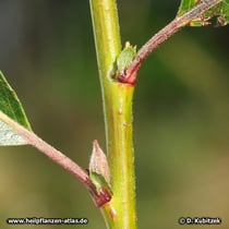 Reif-Weide (Salix daphnoides), Blattansatz
