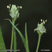 Indischer Flohsamen (Plantago ovata), Blütenstand