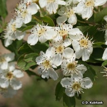 Eingriffeliger Weißdorn (Crataegus monogyna), Blüten