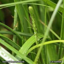 Anemarrhena asphodeloides, ein Blütenstand entwickelt sich