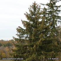 Fichte (Gemeine Fichte, Picea abies)