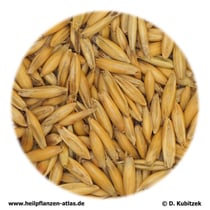 Haferfrüchte (Avenae fructus)