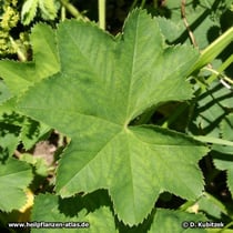 Frauenmantel (Gewöhnlicher Frauenmantel, Alchemilla vulgaris)