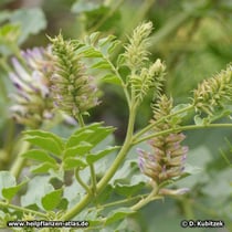 Ural-Süßholz (Glycyrrhiza uralensis) vor der Blüte