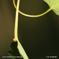 Zitter-Pappel (Populus tremula), Blatt-Stiel