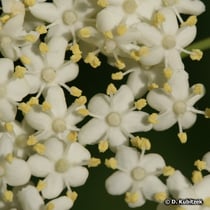 Holunder (Sambucus nigra)