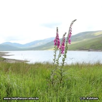 Roter Fingerhut (Digitalis purpurea), Standort auf einer Wiese im Norden von Schottland
