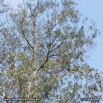 Eukalyptusbaum (Eucalyptus globulus)