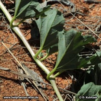 Die Blätter der Teufelskralle (Harpagophytum zeyheri) sitzen gegenständig an den langen Trieben.