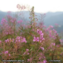 Schmalblättriges Weidenröschen (Epilobium angustifolium), Blütenstände