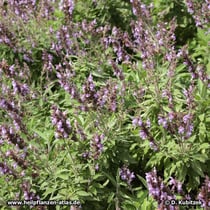 Echter Salbei (Salvia officinalis), blühend