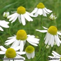 Kamille (Echte Kamille, Matricaria recutita)