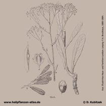 Färberwaid, Isatis tinctoria, Historisches Bild