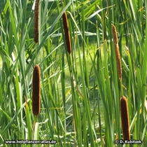 Rohrkolben (Schmalblättriger Rohkolben, Typha angustifolia)