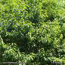 Chinesischer Guttaperchabaum (Eucommia ulmoides), Wuchsform