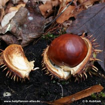 Rosskastanie (Aesculus hippocastanum), Samen