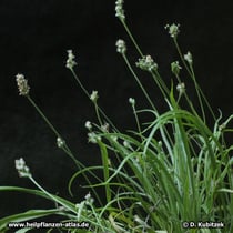 Indischer Flohsamen (Plantago ovata), Wuchsform