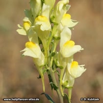 Echtes Leinkraut (Linaria vulgaris)