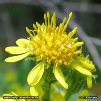 Echte Goldrute (Solidago virgaurea), Bütenstand (Blütenkorb)