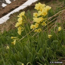 Hohe Schlüsselblume (Primula elatior), Standort Gebirge