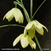 Zhekiang-Fritillaria (Fritillaria thunbergii)