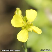 Schwarzer Senf (Brassica nigra)