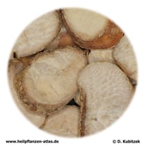 Zhekiang-Fritillariazwiebel (Fritillariae thunbergii bulbus)