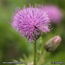 Gekrönte Scharte (Serratula coronata)