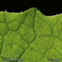 Himalayascharte (Saussurea costus), Blatt Oberseite