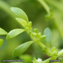 Bruchkraut (Herniaria glabra, Herniaria hirsuta)