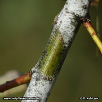 Die Reif-Weide (Salix daphnoides) hat ihren Namen von einem hellen, blau-grauen Belag ("Reif") auf den Zweigen. Er lässt sich mit dem Daumen leicht abwischen.