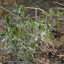 Breitblättriger Lavendel (Speik-Lavendel, Lavandula latifolia) im Frühjahr
