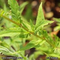 Kleinblütiges Weidenröschen (Epilobium parviflorum), Stängel