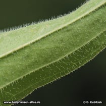 Auch die Blatt-Unterseite ist beim Blassen Sonnenhut (Echinacea pallida) behaart.