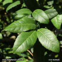 Mate (Ilex paraguariensis)