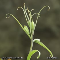 Zhekiang-Fritillaria (Fritillaria thunbergii)