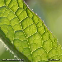 Das Beinwell-Blatt  (Gewöhnlicher Beinwell, Symphytum officinale) trägt wie alle grünen Pflanzenteile borstige Haare. Sie dienen als Schutz vor Fraßfeinden.