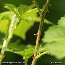 Brombeere Brombeere (Rubus fruticosus), Dornen