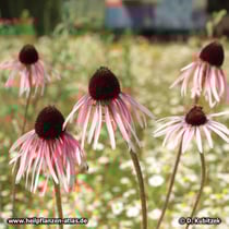 Blasser Sonnenhut (Echinacea pallida), blühend