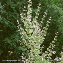 Muskatellersalbei (Salvia sclarea), Wuchsform