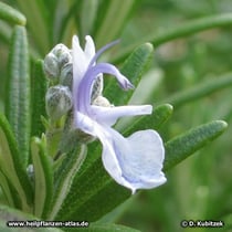 Rosmarin (Rosmarinus officinalis), Blüte