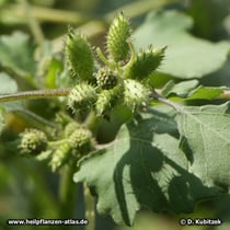 Sibirische Spitzklette (Xanthium strumarium ssp. sibiricum)