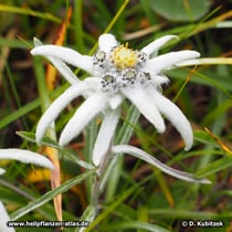 Edelweiß (Alpen-Edelweiß, Leontopodium nivale ssp. alpinum)
