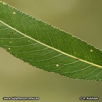 Bruch-Weide (Salix fragilis), Blatt Oberseite