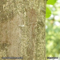 Schnabel-Esche (Fraxinus rhynchophylla), Borke
