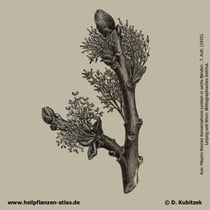 Gewöhnliche Esche; Fraxinus excelsior; Historisches Bild