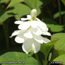 Houttuynie (Houttuynia cordata)